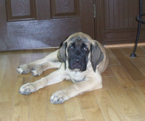 Athena